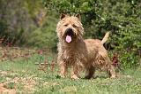 CAIRN TERRIER 194
